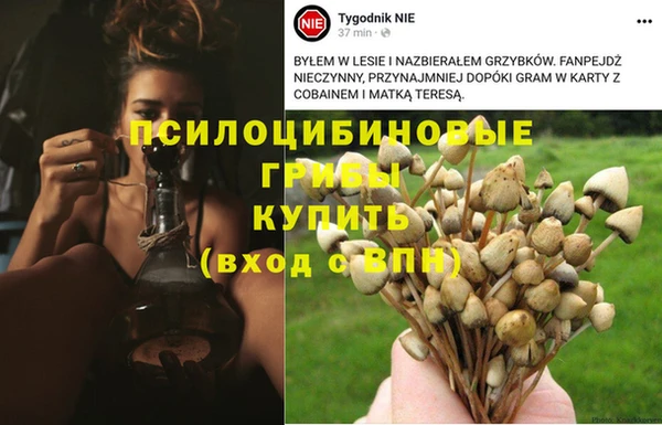 трава Белокуриха